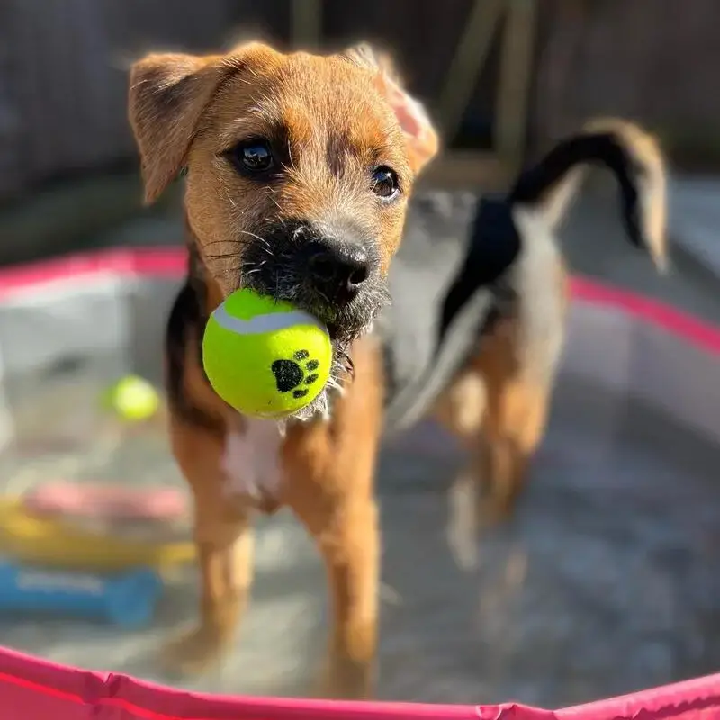 Border Terrier