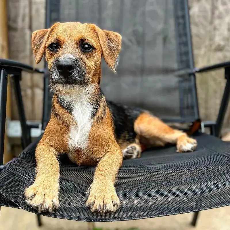 Border Terrier