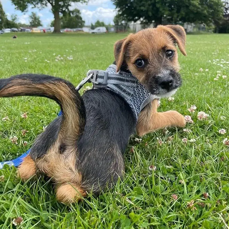 Border Terrier