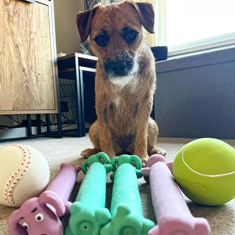 Border Terrier