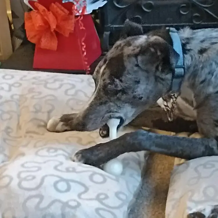 Greyhound