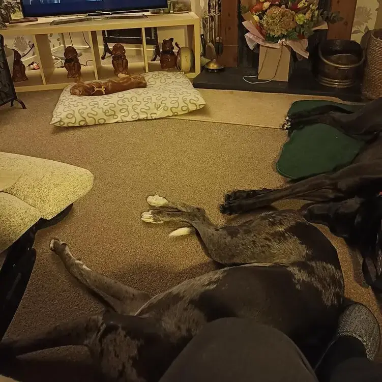 Greyhound