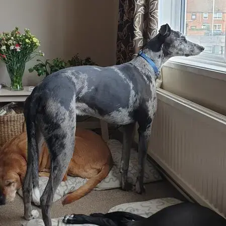 Greyhound