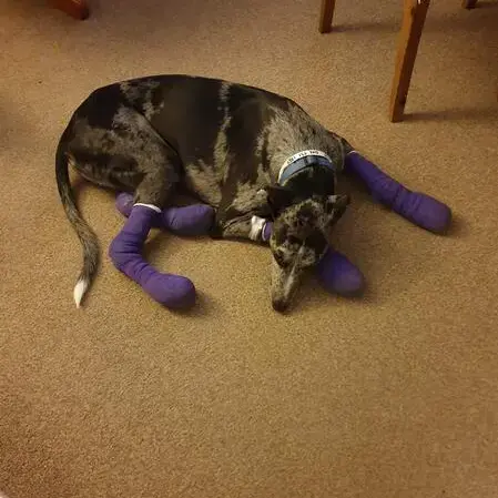 Greyhound