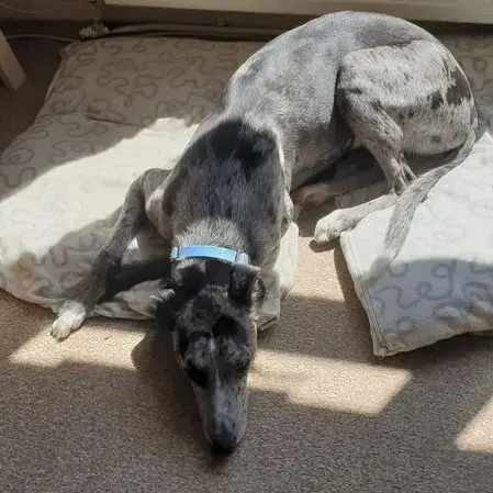 Greyhound