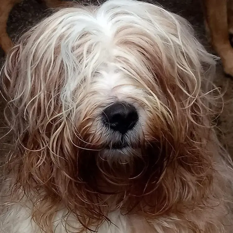 Tibetan Terrier