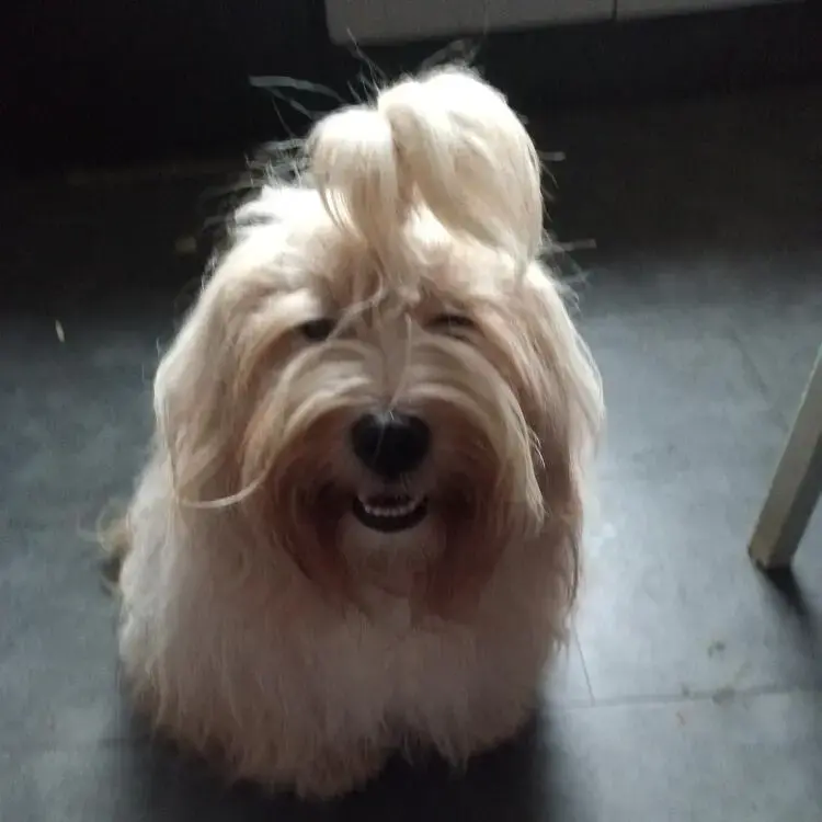 Tibetan Terrier