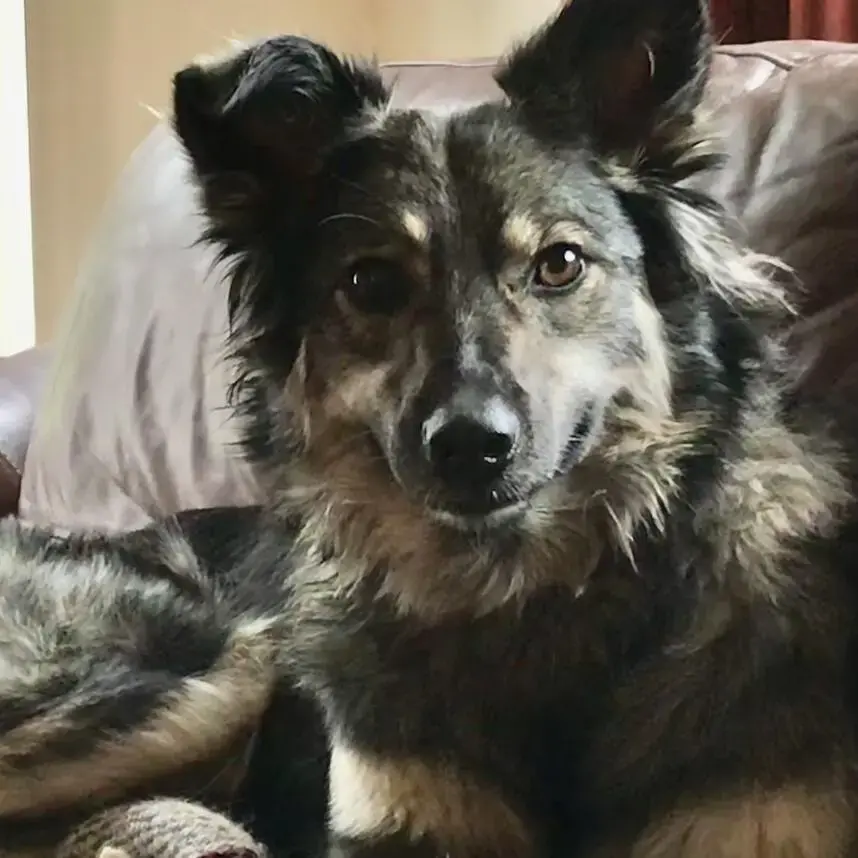 Border Collie