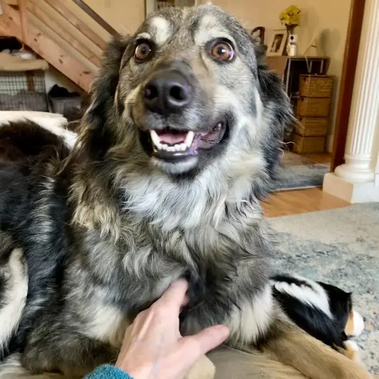 Border Collie