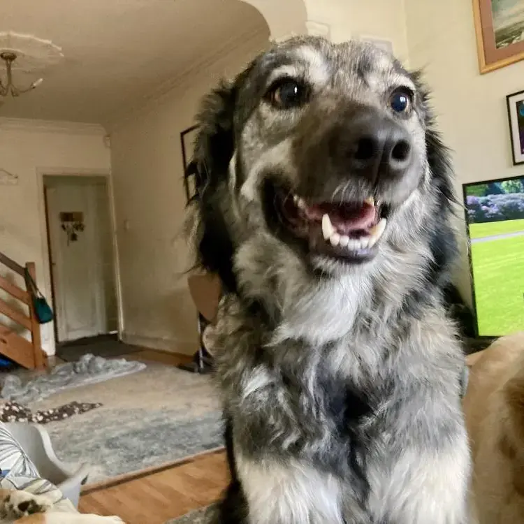 Border Collie