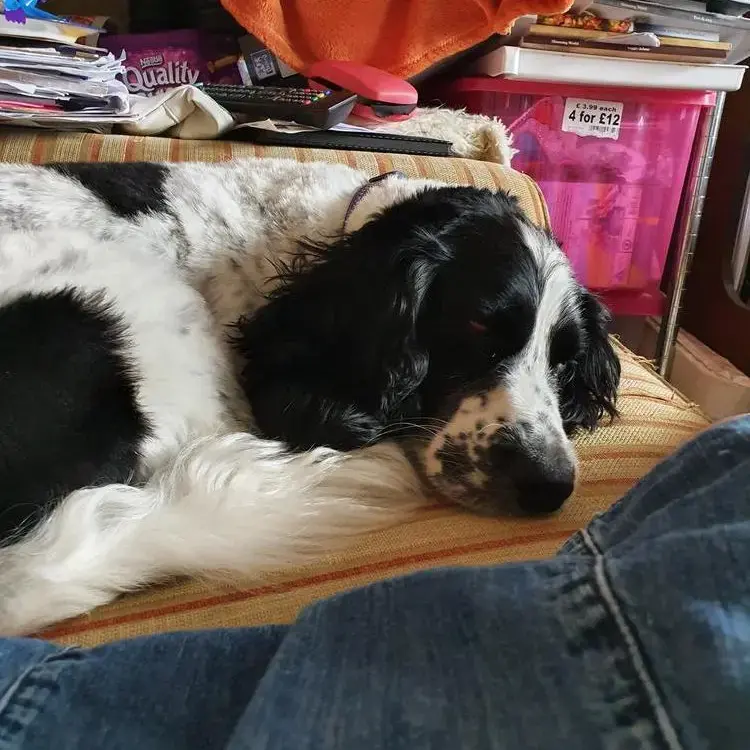 Cocker Spaniel (English)