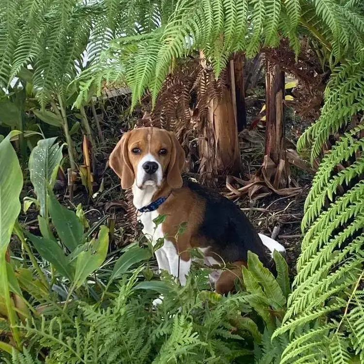 Beagle