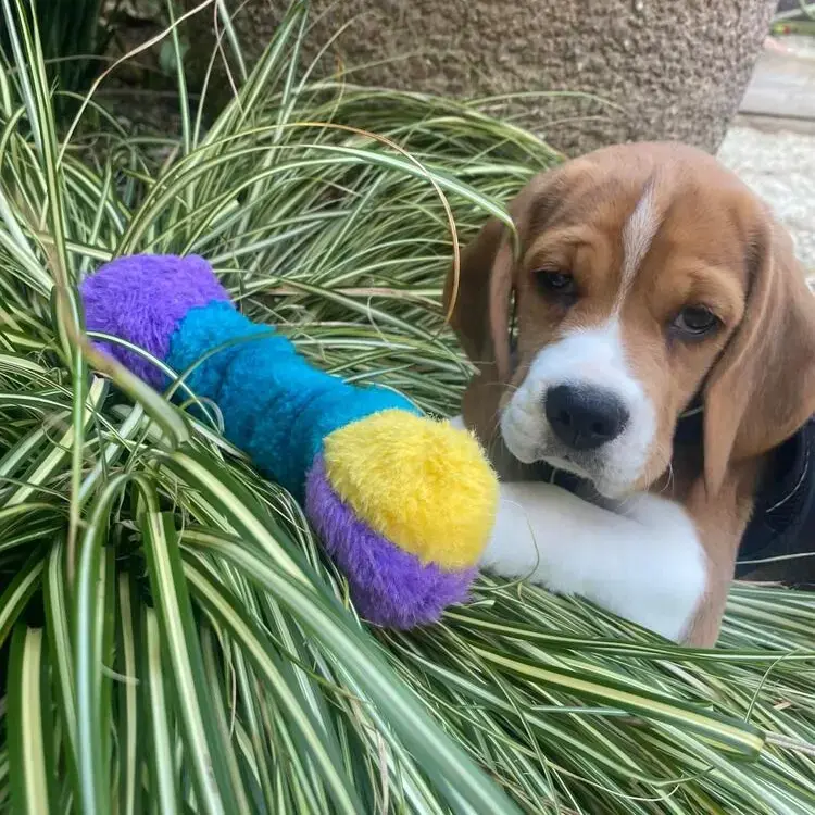 Beagle