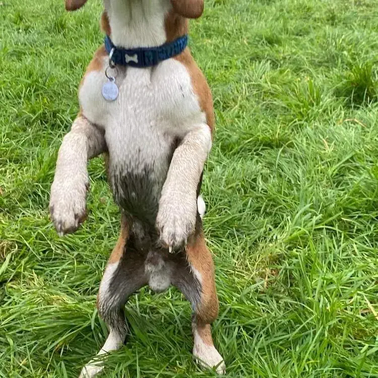 Beagle