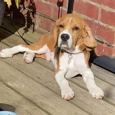 Beagle