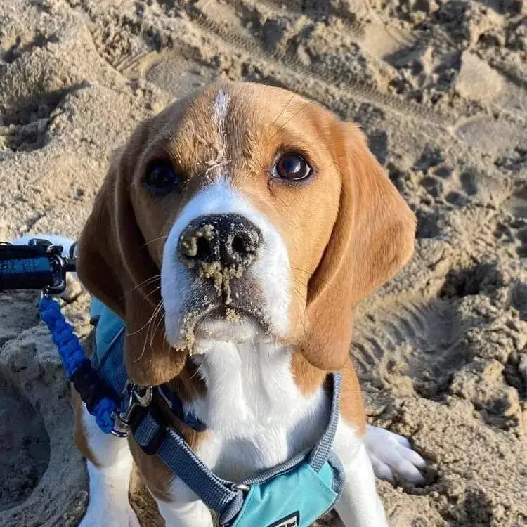 Beagle