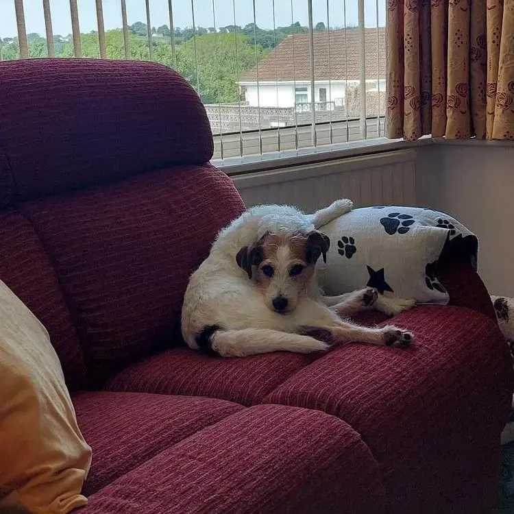 Parson Russell Terrier