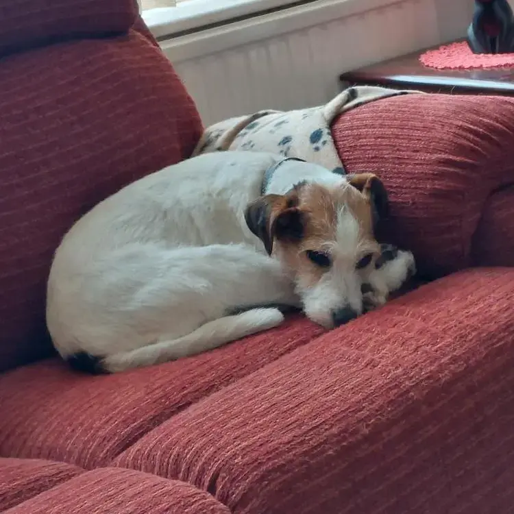 Parson Russell Terrier