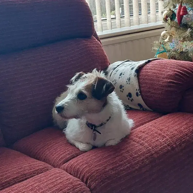 Parson Russell Terrier