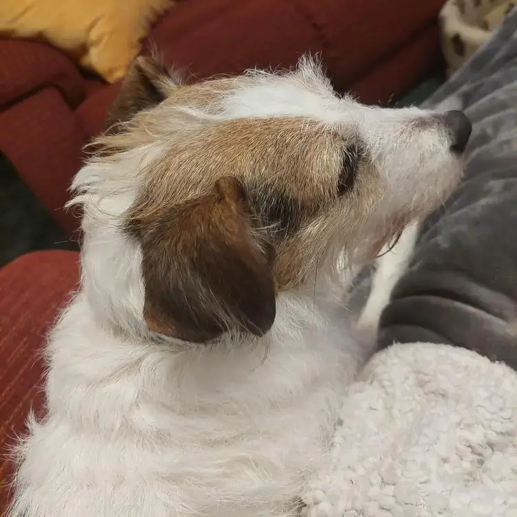 Parson Russell Terrier