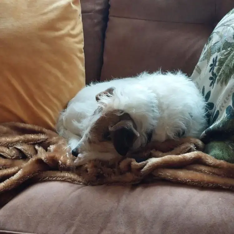 Parson Russell Terrier