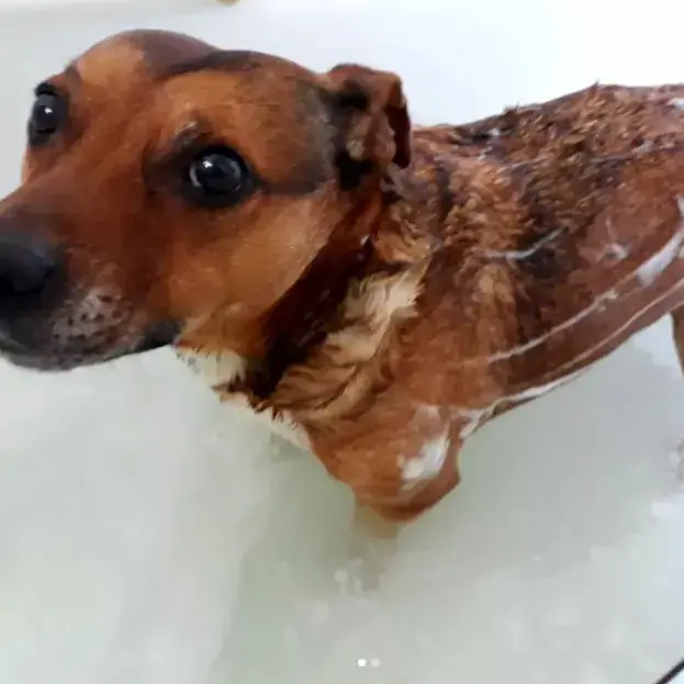 Staffordshire Bull Terrier