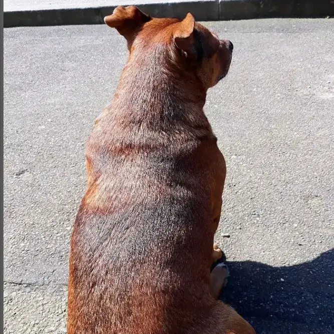 Staffordshire Bull Terrier