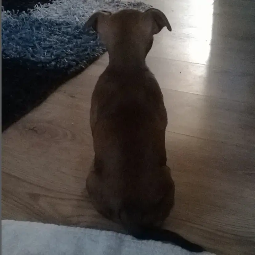 Staffordshire Bull Terrier