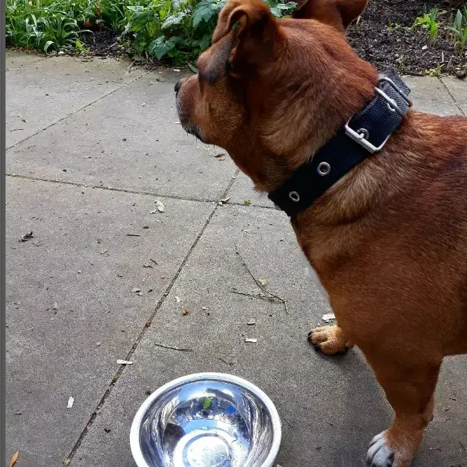 Staffordshire Bull Terrier