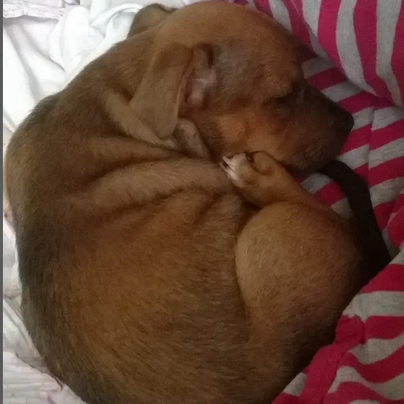 Staffordshire Bull Terrier