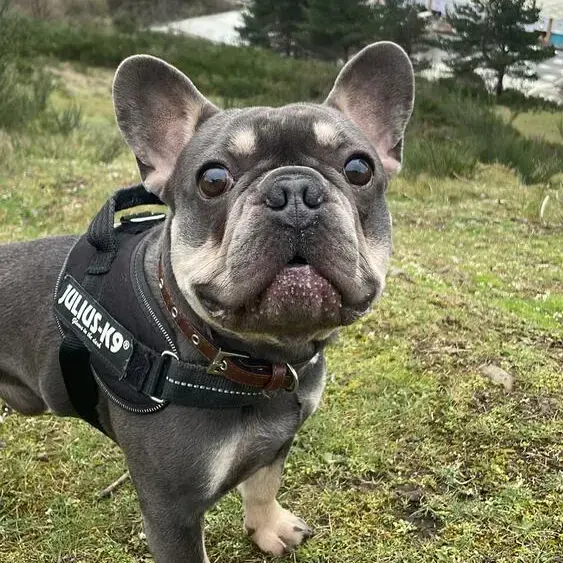 French Bulldog