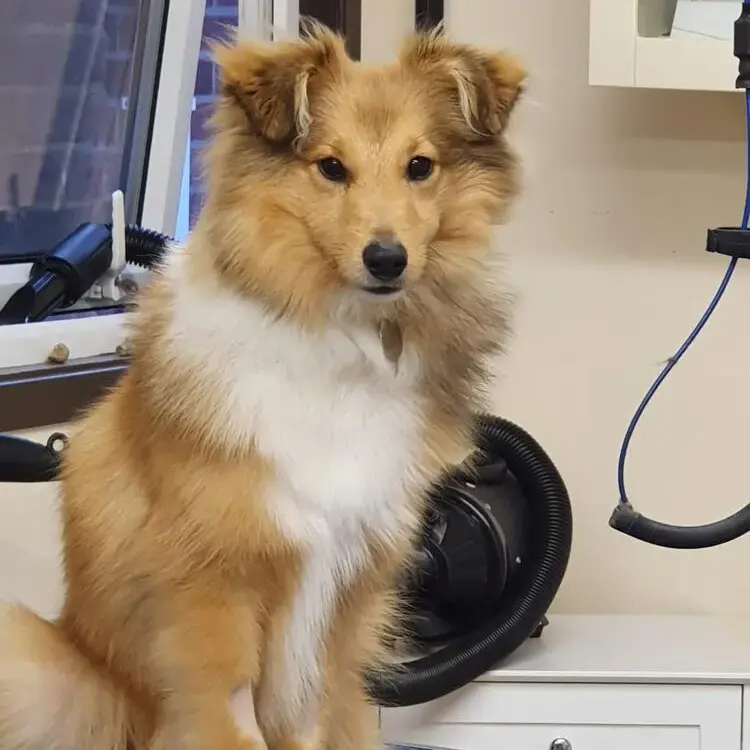 Shetland Sheepdog