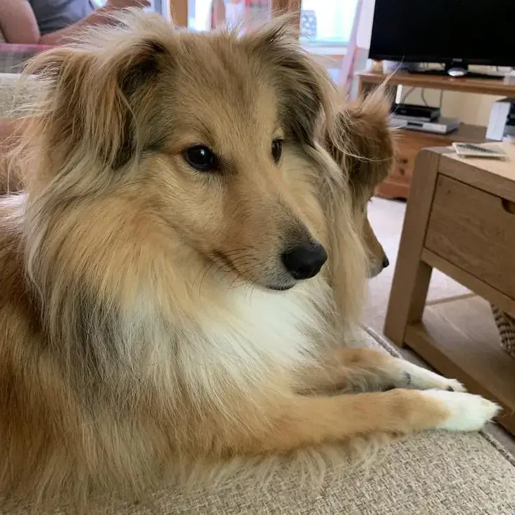 Shetland Sheepdog