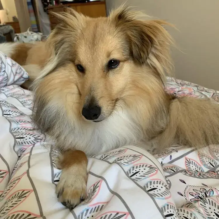 Shetland Sheepdog