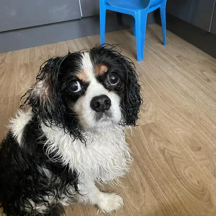 King Charles Spaniel