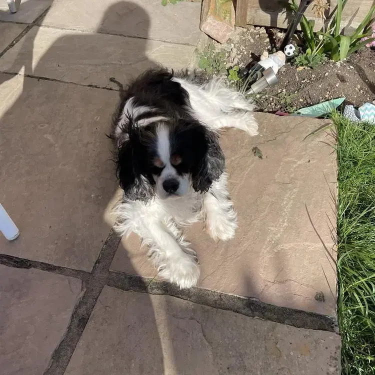 King Charles Spaniel