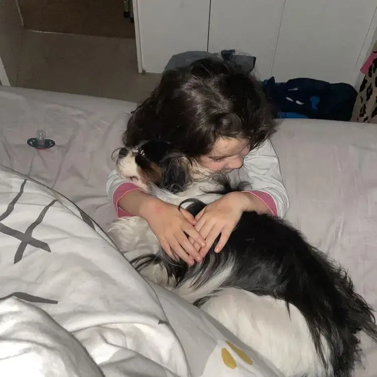 King Charles Spaniel