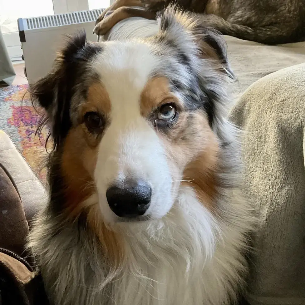 Australian Shepherd Dog