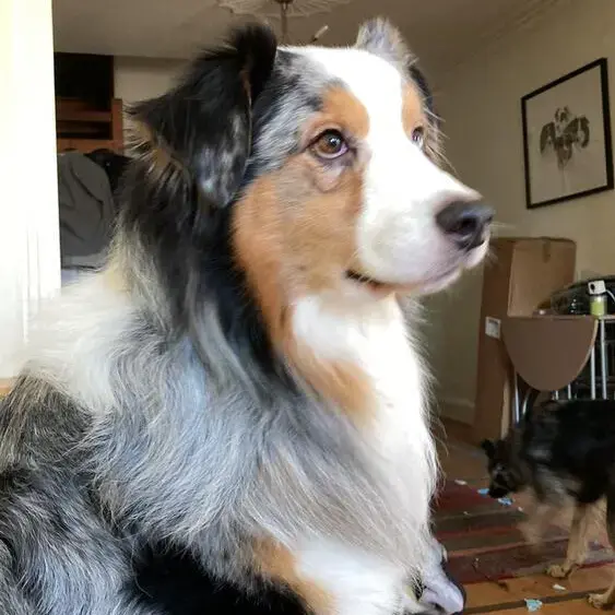 Australian Shepherd Dog