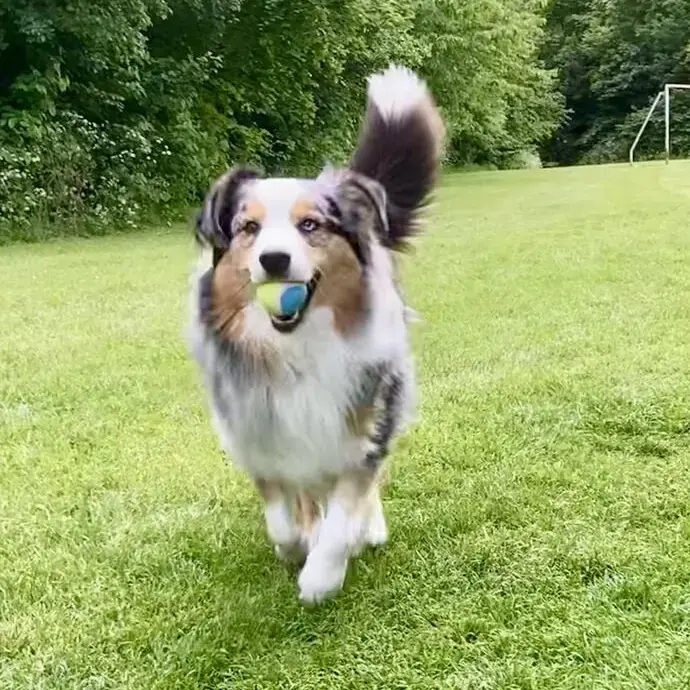 Australian Shepherd Dog