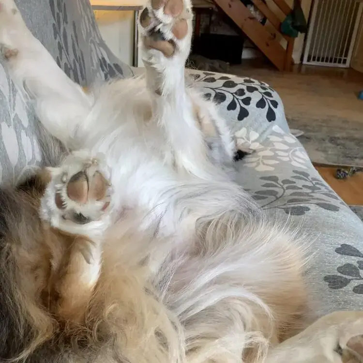 Australian Shepherd Dog