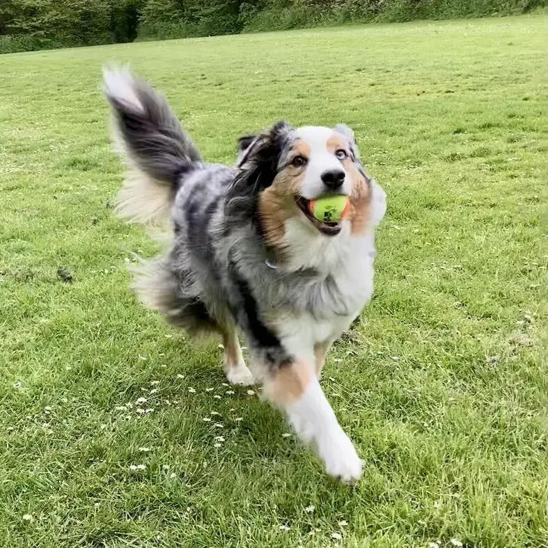 Australian Shepherd Dog