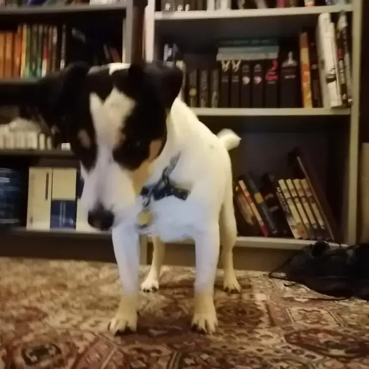 Jack Russell Terrier