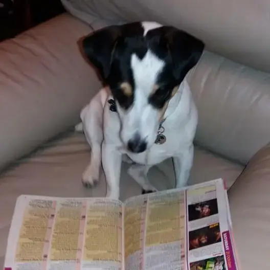 Jack Russell Terrier