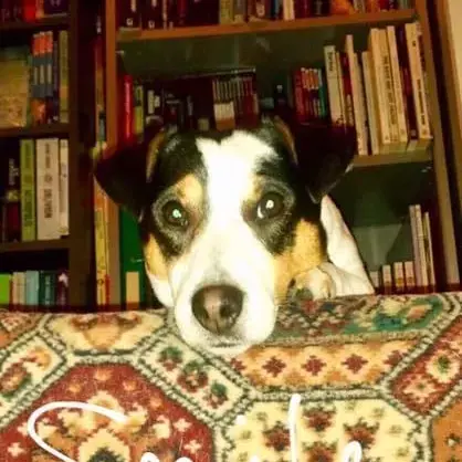 Jack Russell Terrier