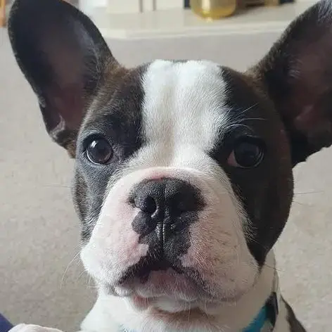 French Bulldog