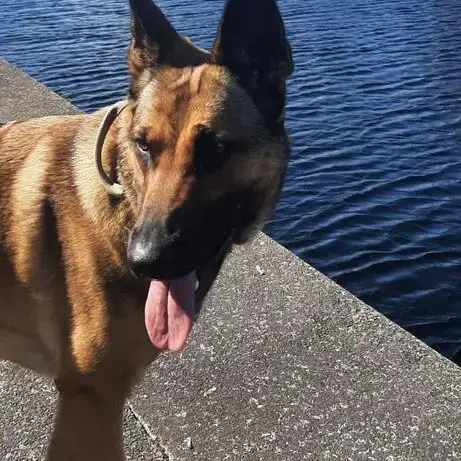 Belgian Shepherd Dog Malinois