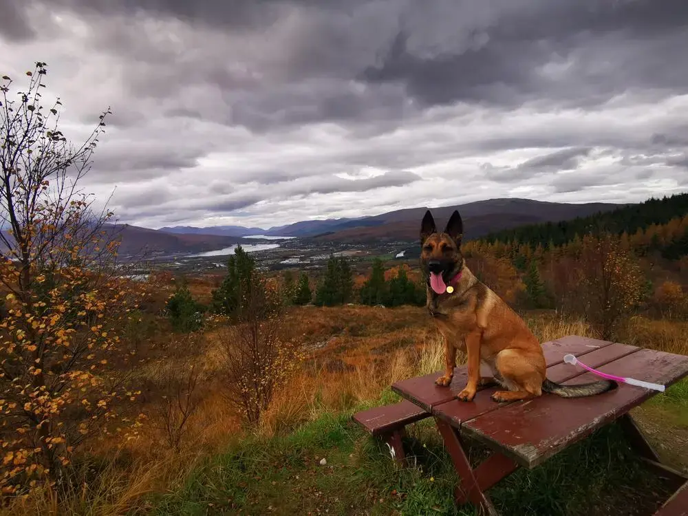Belgian Shepherd Dog Malinois