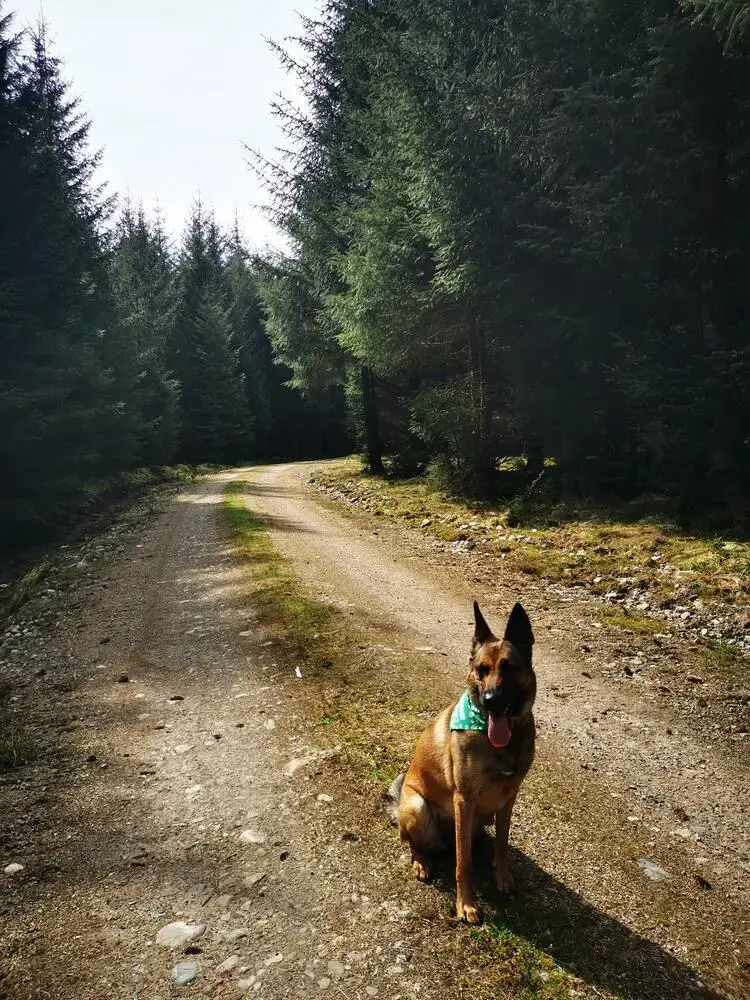 Belgian Shepherd Dog Malinois