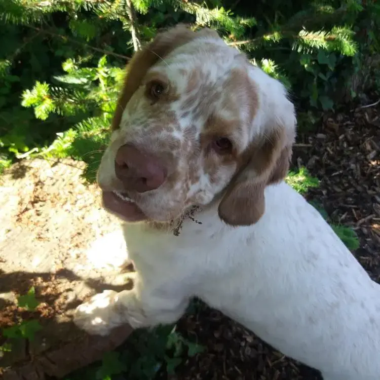 Clumber Spaniel